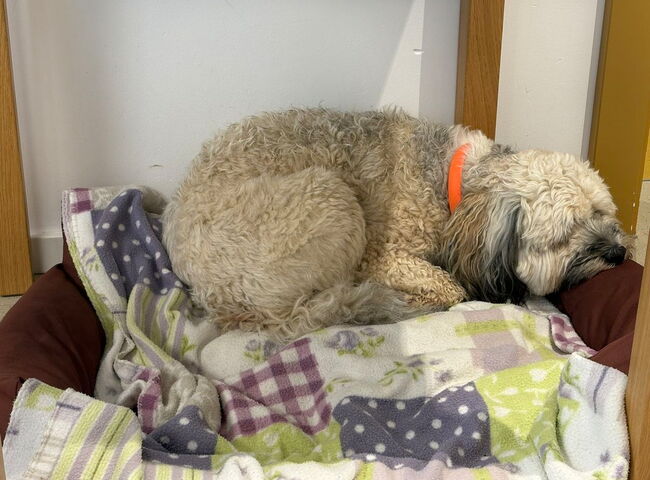 Ein Hund liegt auf einer Decke