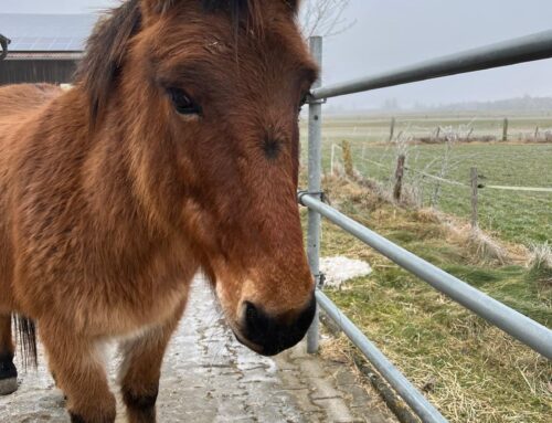 Achtung, Achtung – die AG Zottelhof hat Zuwachs bekommen! (28.01.2026)